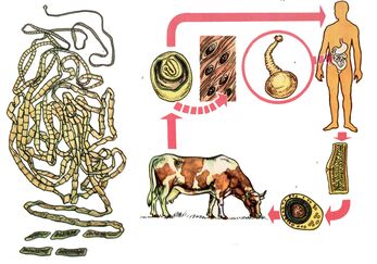 Voor een veel voorkomende helminth, runderlintworm, dient een koe als tussengastheer en een persoon is de laatste. 