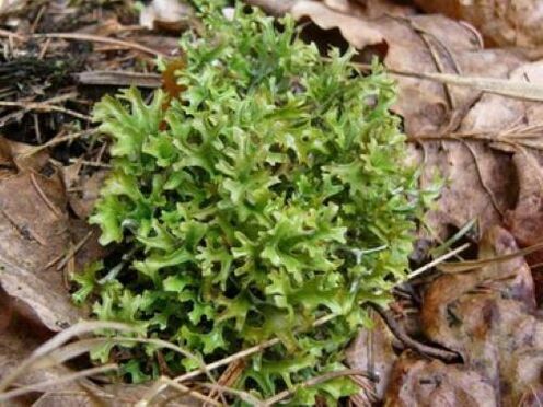 cetraria van parasieten in het lichaam