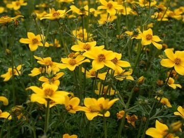 een reeks parasieten in het lichaam