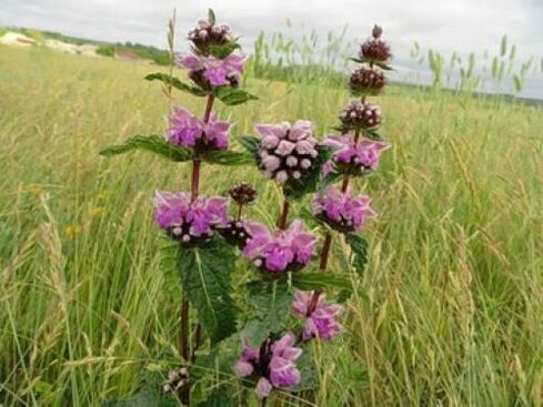 ijzerertsplant van parasieten in het lichaam