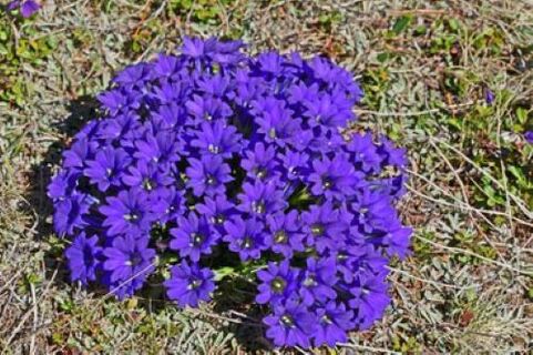 koortswortel van parasieten in het lichaam