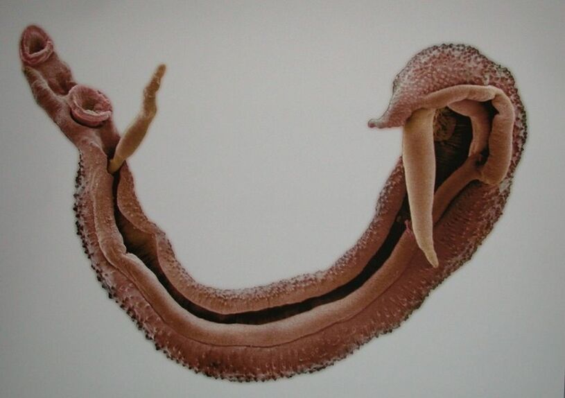 Schistosomen zijn een gevaarlijke parasiet in menselijk bloed