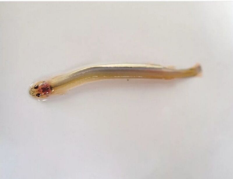 Wandellia met snorhaar - een gevaarlijke parasitaire vis