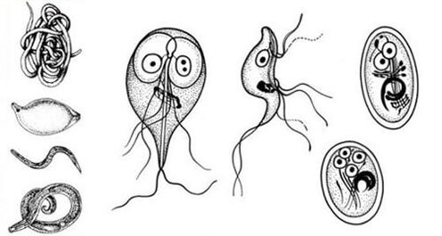 De eenvoudigste parasieten in het menselijk lichaam
