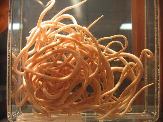 Spoelwormen zijn wormen die behoren tot de klasse van nematoden. 