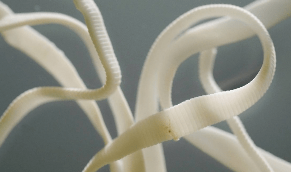 Een lintworm die een indrukwekkende lengte bereikt