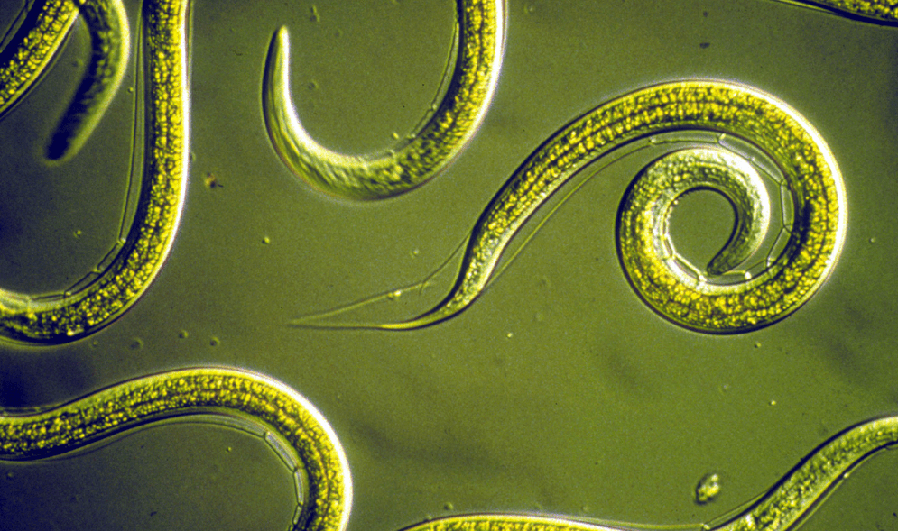Nematoden - ronde wormen