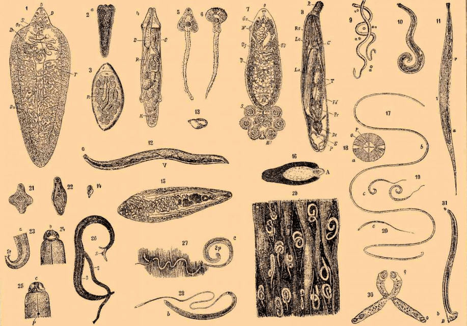 Soorten wormen die in het lichaam leven