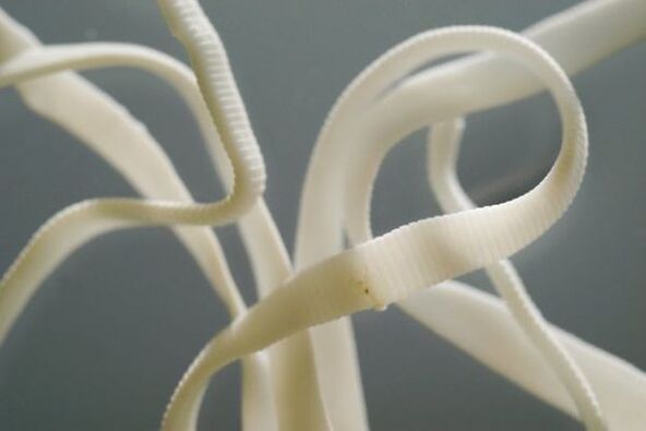 Ascaris is een nematode en behoort tot de orde van de rondwormen