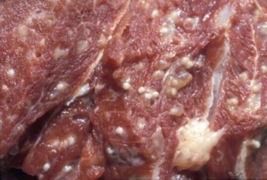 Vlees besmet met trichinella - gevaarlijke parasieten